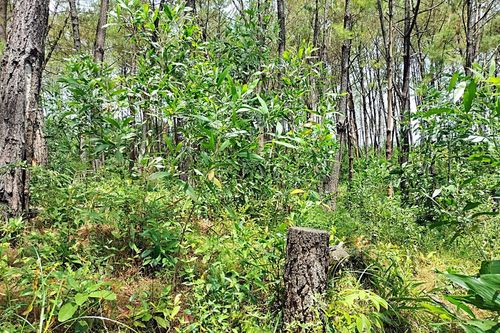 Khoanh vùng đối tượng liên quan vụ hủy hoại rừng thông tại Quảng Nam