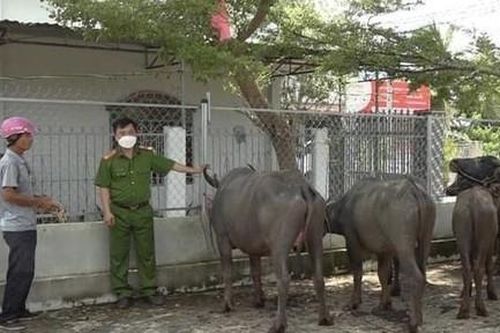 Truy xét 2 đối tượng dắt trộm 8 con trâu trong đêm