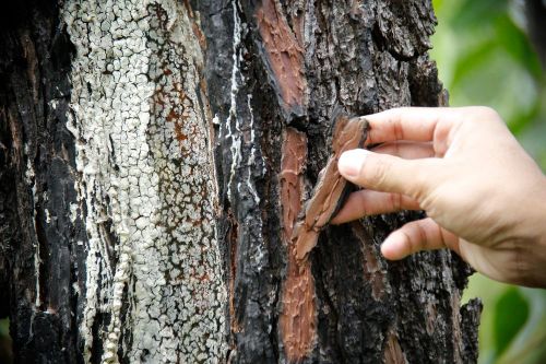 Rừng thông ở Quảng Nam bị 'đầu độc' bằng hóa chất: Lãnh đạo tỉnh chỉ đạo 'nóng'