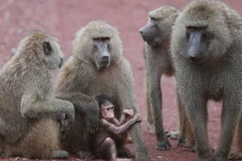 Kinh hoàng khỉ ném cháu bé 4 tháng tuổi từ sân thượng xuống đất ở Ấn Độ