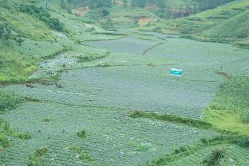 Vùng trồng dược liệu sạch đạt chuẩn quốc tế trên đất Việt