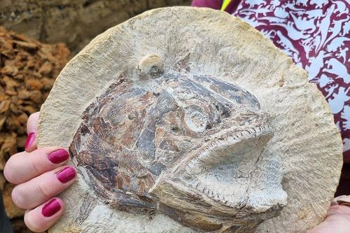 Phát hiện hóa thạch cá vây tia được bảo quản tốt từ thời kỷ Jura
