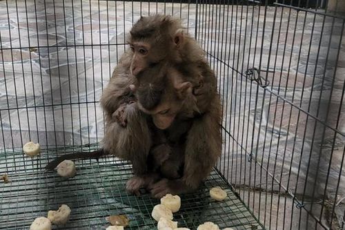Hai cá thể khỉ 'quậy tung' nhà dân ở TP.HCM: Loài nguy cấp!