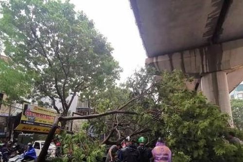 Cây xanh bật gốc trong cơn mưa lớn ở Hà Nội