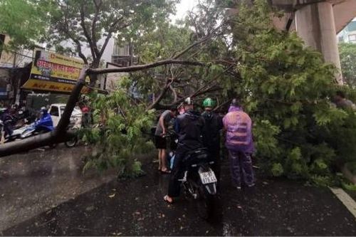 Liên tiếp cây đổ trong cơn mưa giông ở Hà Nội