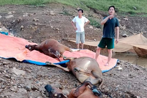 Mưa lũ cuốn trôi 9 con bò tại Phù Yên, Sơn la
