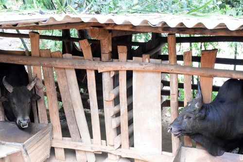 Trâu, bò thịt giảm giá sâu, đồng bào vùng cao Nghệ An gặp khó