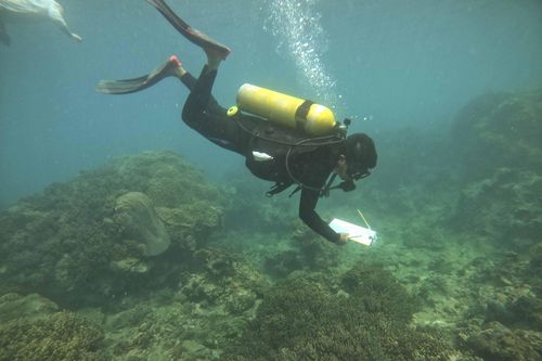 Để tour lặn ngắm san hô trở thành sản phẩm độc đáo (Bài 2): Chung tay bảo vệ