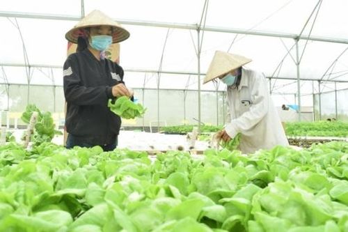 Đồng bộ các giải pháp hỗ trợ nông dân phục hồi, phát triển nông nghiệp