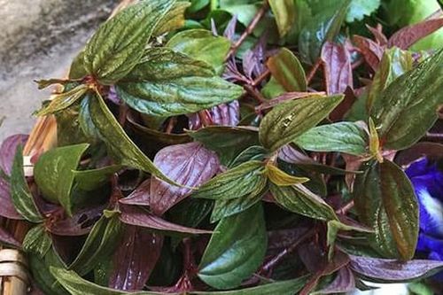 Lưu ý sử dụng cây thuốc Vòi tím