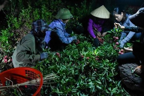 Theo chân người dân Lục Ngạn đi hái vải thiều từ lúc nửa đêm