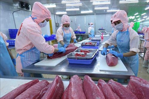 Xuất khẩu cá ngừ sang Pháp tăng hơn 200% trong tháng 7