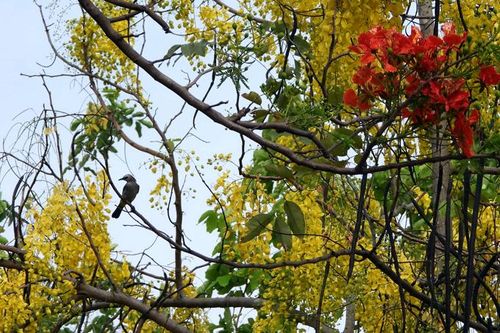 Giai điệu cuộc sống