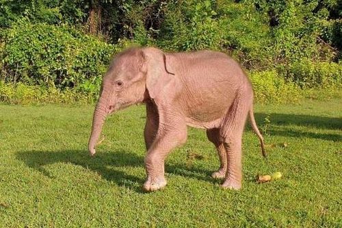 Voi trắng quý hiếm xuất hiện ở Myanmar