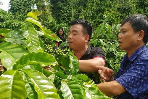 Xây dựng nền nông nghiệp tái sinh: Mô hình từ NESCAFÉ Plan