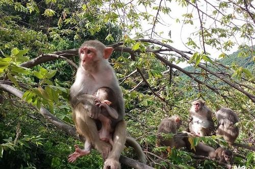 Khỉ vàng tấn công người ở Quảng Trị: Động vật rừng nguy cấp!