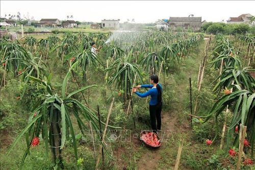Phê duyệt Chương trình khoa học và công nghệ phục vụ xây dựng nông thôn mới