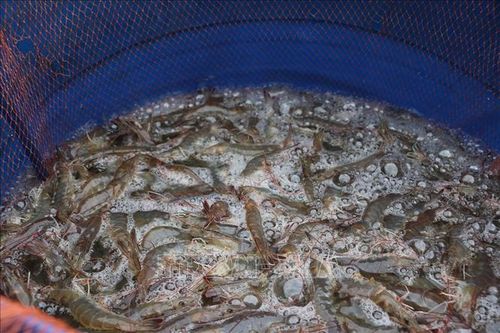 Hơn 1.530 ha tôm nuôi ở Trà Vinh bị thiệt hại