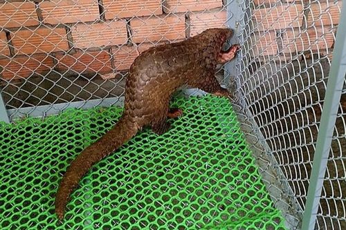Tình cờ phát hiện 2 con tê tê quý hiếm lạc trong dãy cà phê, người đàn ông có hành động đáng khen