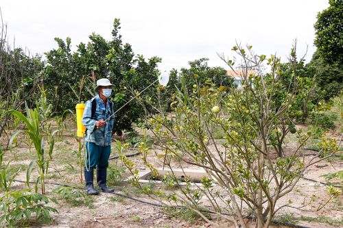 Bồi thường cây trồng khi bị thu hồi đất: Xây dựng đơn giá hàng năm đối với cây lâu năm