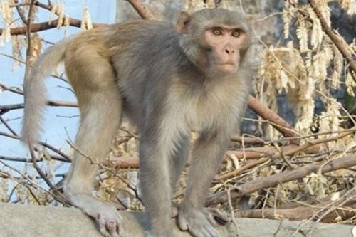 Một người dân bị khỉ vàng cắn phải nhập viện