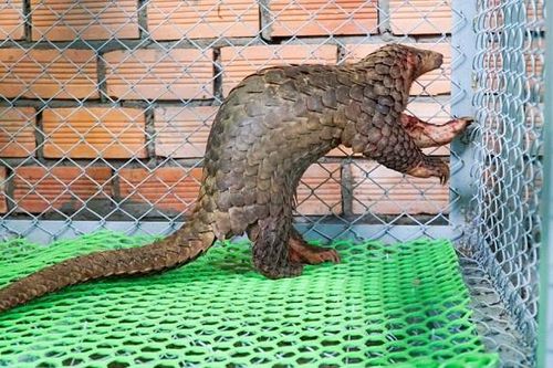 Bắt được cặp tê tê trên rẫy, vợ chồng người nông dân tự giác giao nộp kiểm lâm