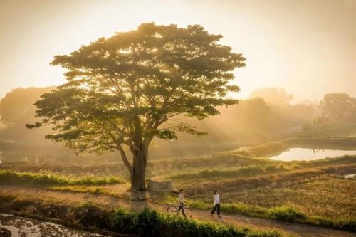 Check-in ở 8 cây cô đơn khắp Việt Nam