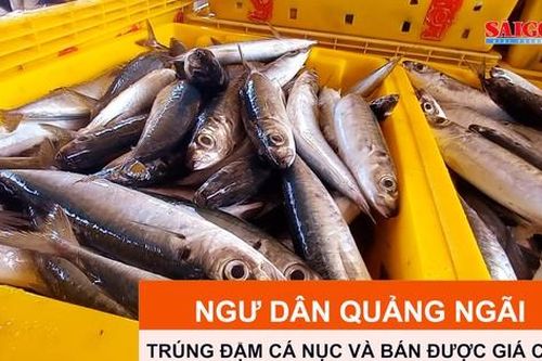 Ngư dân Quảng Ngãi trúng đậm cá nục và bán được giá cao