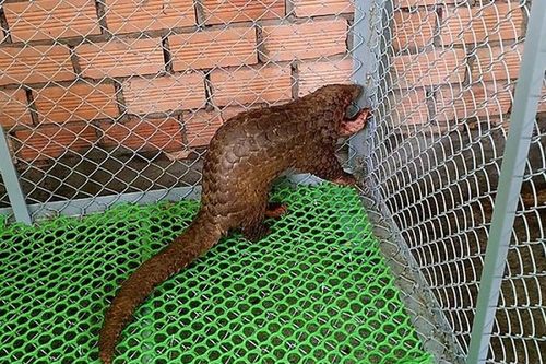 Cá thể tê tê 'lơ ngơ' đi lạc ở Lâm Đồng: Loài cực quý!