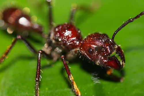 Loài kiến 'bé hạt tiêu' sở hữu nọc độc khủng khiếp nhất quả đất