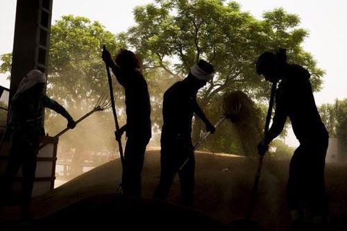 An ninh lương thực toàn cầu bị đe dọa vì thiếu mưa ở Ấn Độ