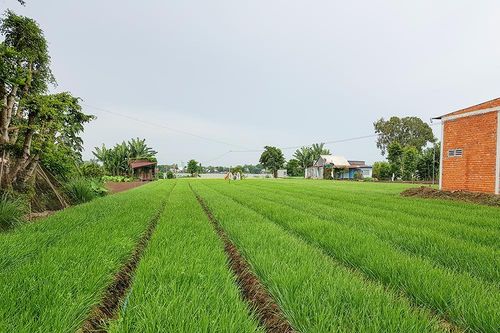 Bảo vệ sản xuất vụ thu đông