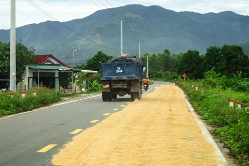 Phơi lúa trên hương lộ