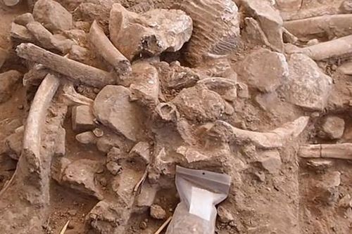 Phát hiện trong sân sau của nhà cổ sinh vật học tiết lộ về người tiền sử ở Bắc Mỹ