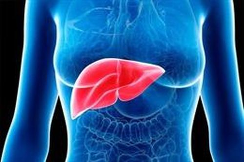 Giới khoa học Bồ Đào Nha phát hiện phân tử có thể ngăn ngừa bệnh gan nhiễm mỡ