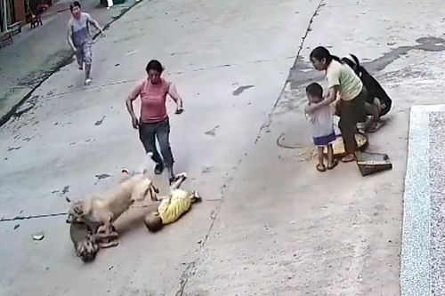 Chó hoang tấn công cậu chủ, chó nhà giải cứu nhanh như chớp
