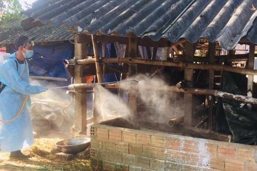 Quảng Ngãi: Dịch bệnh ở gia súc, gia cầm diễn biến phức tạp