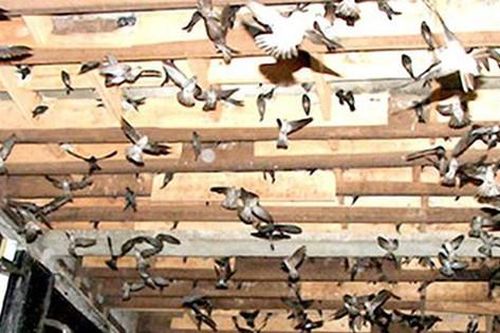 Bạc Liêu: Quy định vùng nuôi yến