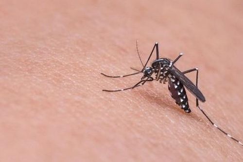 Italy cảnh báo virus Tây sông Nile