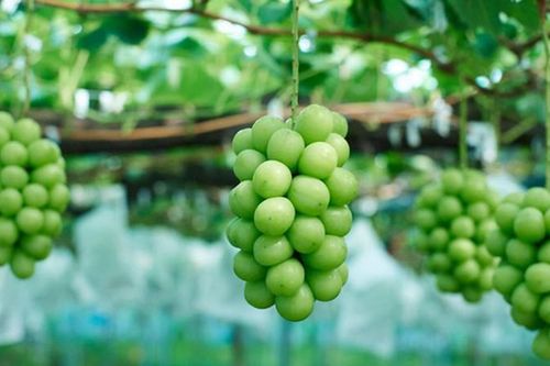 Trồng loại nho lạ giá 400.000 đồng/kg, 9X bán hết vèo cả tấn