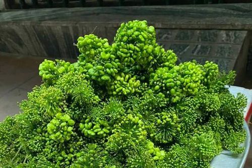 Kỳ lạ loại hoa giá bán đến 8 triệu/kg, dân Việt vẫn xuống tiền mua ngâm rượu