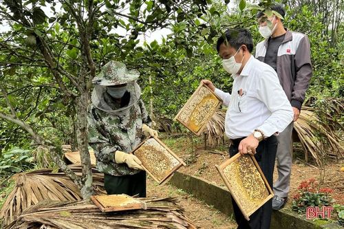Mùa mật của người nuôi ong ở Vũ Quang