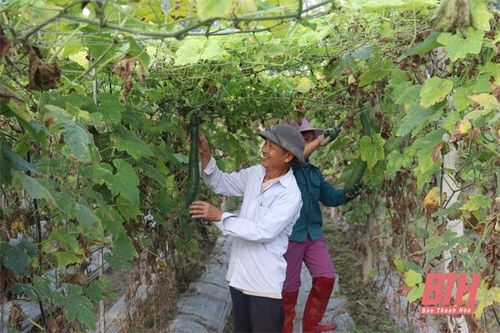 Đẩy mạnh phát triển sản xuất nông nghiệp theo hướng công nghệ cao tại Thọ Xuân