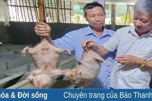 Nuôi dúi thu nhập hàng trăm triệu mỗi năm