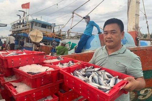 Một ngư dân Quảng Bình trúng 250 tấn cá, thu về 2,5 tỷ đồng