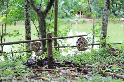 9x Phú Thọ thu về hàng chục triệu đồng nhờ nghề lạ