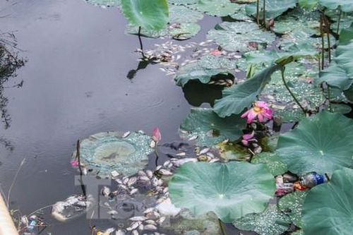 Vì sao cá chết hàng loạt ở hồ sinh thái tại Quy Nhơn?
