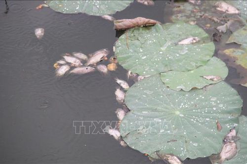 Bình Định: Nguyên nhân cá chết tại hồ sinh thái Bàu Sen là do sốc nhiệt