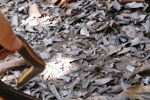 Phát hiện loài lưỡng cư giống ếch giun không chân có trong sách đỏ