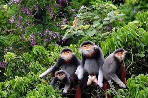 Đầu tư 8 tỉ đồng trồng cây thàn mát và bằng lăng tím trên bán đảo Sơn Trà